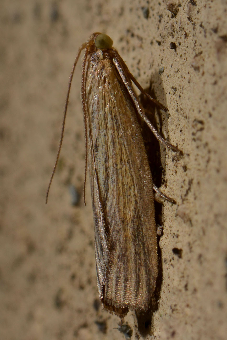 Pyralidae - cfr. Ematheudes punctella